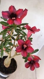 Planta Simples 3276 – 35cm – 03 anos - Imagem 9