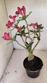 Planta Simples 3276 – 35cm – 03 anos - Imagem 8