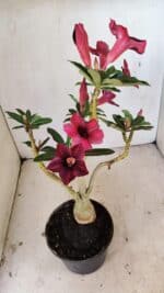 Planta Simples 3276 – 35cm – 03 anos - Imagem 7