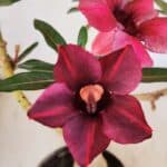 Planta Simples 3276 – 35cm – 03 anos