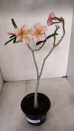 Planta Simples 3277 – 30cm – 02 anos - Imagem 2