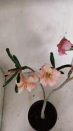 Planta Simples 3277 – 30cm – 02 anos - Imagem 4