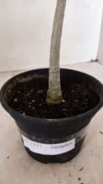 Planta Simples 3277 – 30cm – 02 anos - Imagem 6