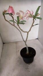 Planta Simples 3277 – 30cm – 02 anos - Imagem 5