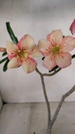 Planta Simples 3277 – 30cm – 02 anos