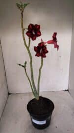 Planta Simples 3278 – 35cm – 03 anos - Imagem 2