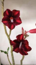 Planta Simples 3278 – 35cm – 03 anos