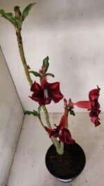 Planta Simples 3278 – 35cm – 03 anos - Imagem 5