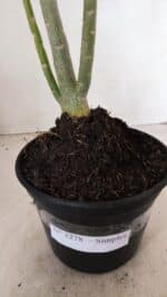 Planta Simples 3278 – 35cm – 03 anos - Imagem 8