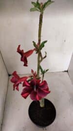 Planta Simples 3278 – 35cm – 03 anos - Imagem 7