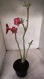 Planta Simples 3278 – 35cm – 03 anos - Imagem 6