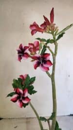 Planta Simples 3279 – 35cm – 03 anos - Imagem 6