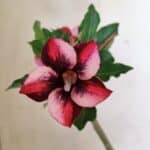 Planta Simples 3279 – 35cm – 03 anos