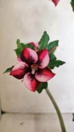 Planta Simples 3279 – 35cm – 03 anos