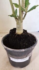 Planta Simples 3279 – 35cm – 03 anos - Imagem 9