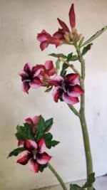 Planta Simples 3279 – 35cm – 03 anos - Imagem 8