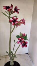 Planta Simples 3279 – 35cm – 03 anos - Imagem 7