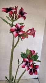 Planta Simples 3279 – 35cm – 03 anos - Imagem 5