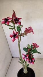 Planta Simples 3279 – 35cm – 03 anos - Imagem 4