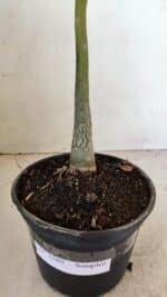 Planta Simples 3280 – 35cm – 03 anos - Imagem 5