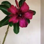 Planta Simples 3280 – 35cm – 03 anos