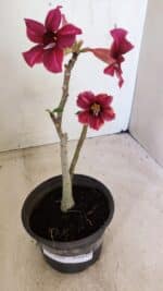 Planta Simples 3281 – 30cm – 02 anos - Imagem 2