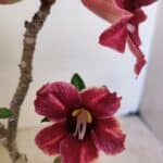 Planta Simples 3281 – 30cm – 02 anos