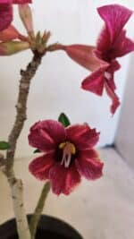 Planta Simples 3281 – 30cm – 02 anos