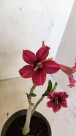 Planta Simples 3281 – 30cm – 02 anos - Imagem 3