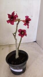 Planta Simples 3281 – 30cm – 02 anos - Imagem 8