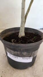 Planta Simples 3281 – 30cm – 02 anos - Imagem 7