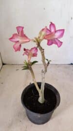 Planta Simples 3281 – 30cm – 02 anos - Imagem 6