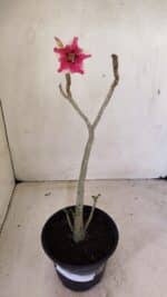 Planta Simples 3282 – 30cm – 02 anos - Imagem 2