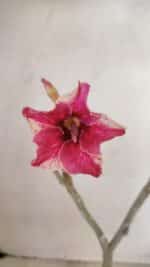 Planta Simples 3282 – 30cm – 02 anos