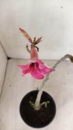 Planta Simples 3282 – 30cm – 02 anos - Imagem 4