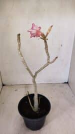 Planta Simples 3282 – 30cm – 02 anos - Imagem 5