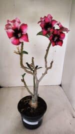 Planta Simples 3283 – 35cm – 03 anos - Imagem 2