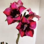 Planta Simples 3283 – 35cm – 03 anos