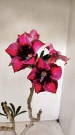 Planta Simples 3283 – 35cm – 03 anos