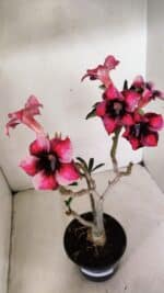 Planta Simples 3283 – 35cm – 03 anos - Imagem 4