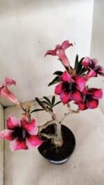 Planta Simples 3283 – 35cm – 03 anos - Imagem 5