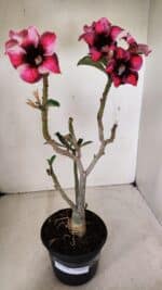 Planta Simples 3283 – 35cm – 03 anos - Imagem 8