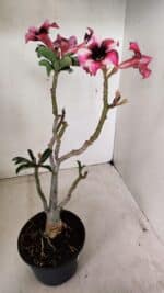 Planta Simples 3283 – 35cm – 03 anos - Imagem 7