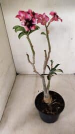 Planta Simples 3283 – 35cm – 03 anos - Imagem 6