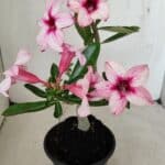 Planta Simples 3284 – 30cm – 02 anos