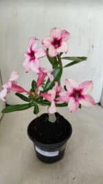 Planta Simples 3284 – 30cm – 02 anos