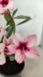 Planta Simples 3284 – 30cm – 02 anos - Imagem 3