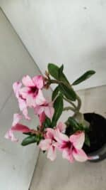 Planta Simples 3284 – 30cm – 02 anos - Imagem 8