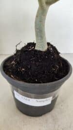 Planta Simples 3284 – 30cm – 02 anos - Imagem 7