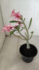 Planta Simples 3284 – 30cm – 02 anos - Imagem 6